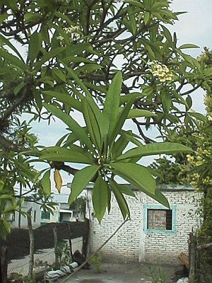 Tree with nice smelling flowers