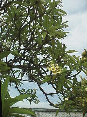 Tree with nice smelling flowers
