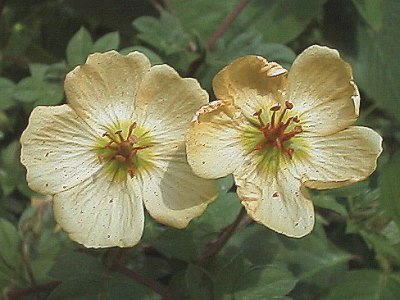 Small yellow flowers