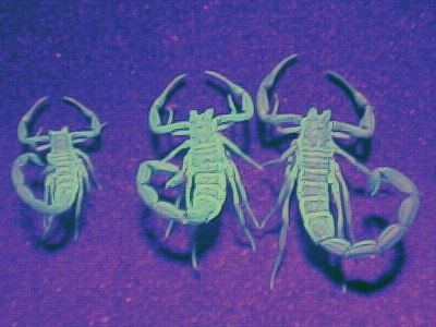 Scorpion exuviae under UV light.