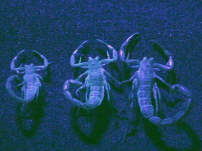 Scorpion exuviae under UV light.