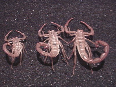 Scorpion exuviae, found near the town Buenavista, Veracruz.
