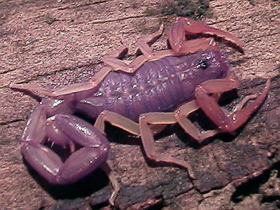 Close up of the scorpion we found near the town of Buenavista.