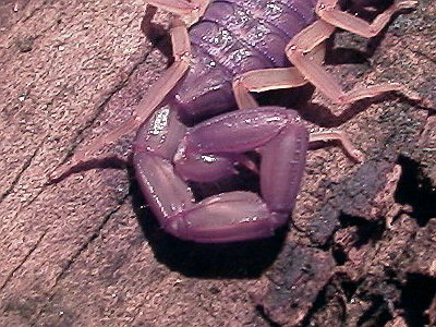 Close up of the scorpion's tail.