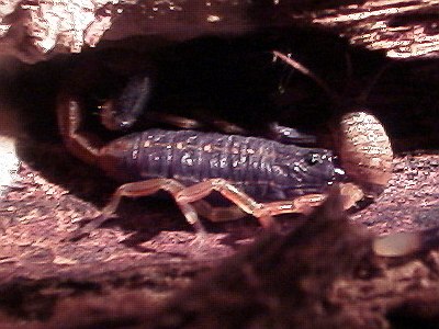 Centruroides flavopictus eating a small cricket, side view