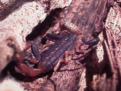 Centruroides flavopictus eating a small cricket