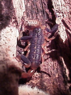 Centruroides flavopictus eating, top view