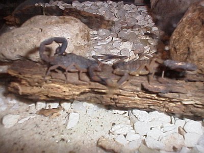 Scorpion Mating