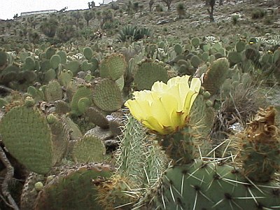 Cactus with yellow flower (Opuntia species).