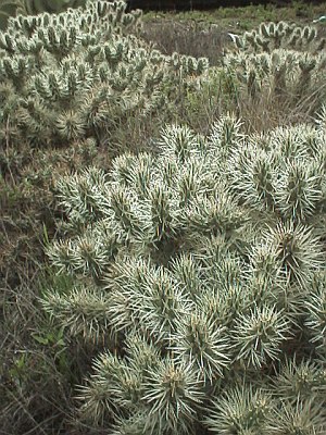 Cactuses on the way down to the lake.