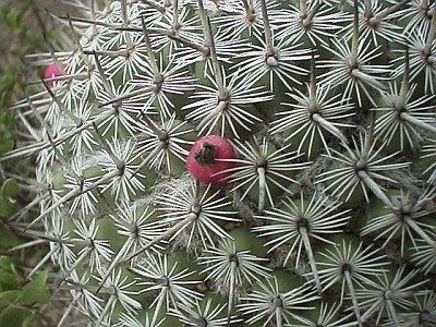 Close up of a cactus.