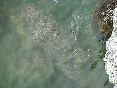 Picture of the water from a rock in the lake