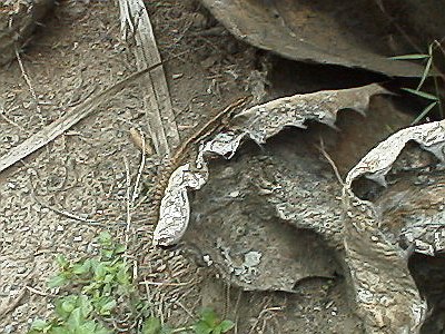 A lizard on a dead leaf.