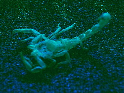 Vaejovis sp. exuvia, under black light