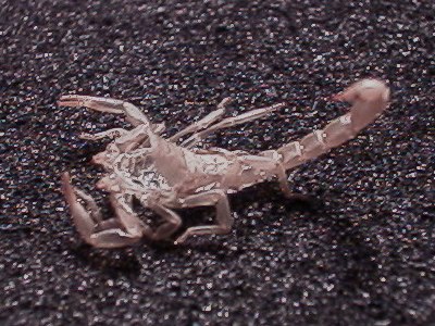 Scorpion, Vaejovis sp., exuvia (cast-off exoskeleton).