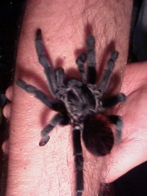 The tarantula spider on my arm