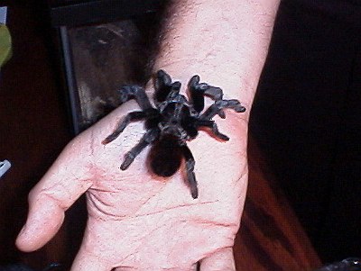 The tarantula spider on my hand