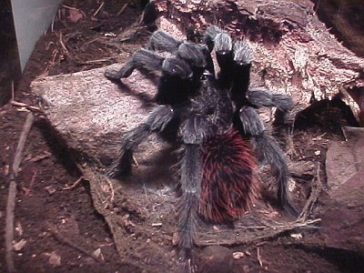 Tarantula rear view, top