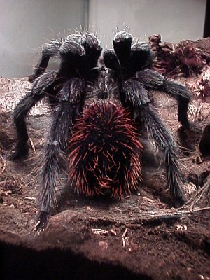 Tarantula, rear view. Notice the nice red hairs.