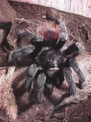 Tarantula, top view