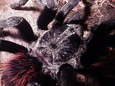 Close up of the carapace of the tarantula.