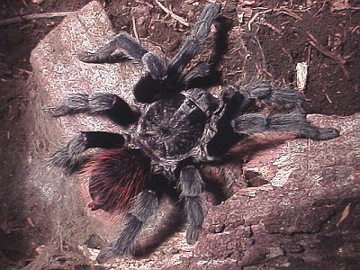 Another top view of the tarantula.