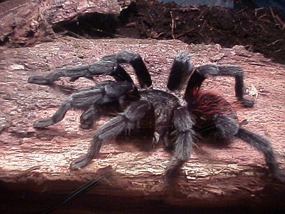 Brachypelma vagans, Mexican Red-Rump tarantula.