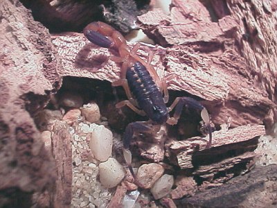 Centruroides flavopictus, 3rd instar