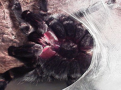 Adult male Brachypelma vagans creating a sperm web.