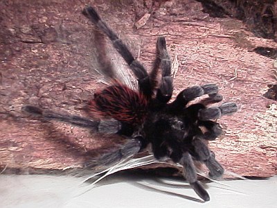 Brachypelma vagans adult male on sperm web