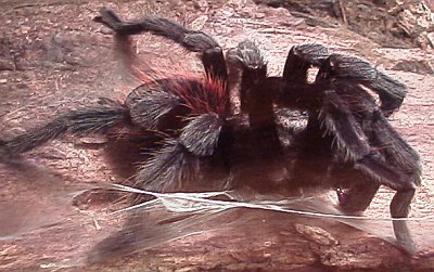 Brachypelma vagans, adult male on sperm web.