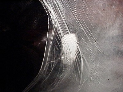 Close up of a tarantula sperm web; epiandrous fusillae at work