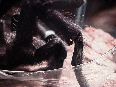 Tibial apophysis (spur) of Brachypelma vagans.