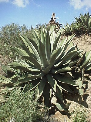 Agave