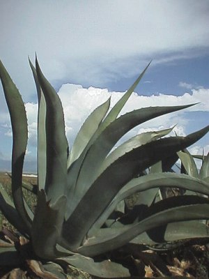 Agaves growing near the road