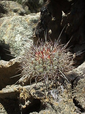 Cactus growing on a yucca trunk