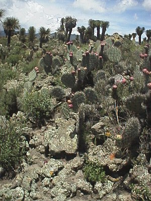 Cactuses covering the volcanic rocks
