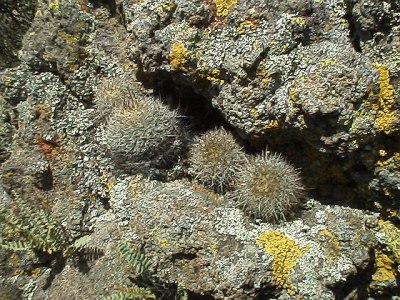 Cactuses and lichen on volcanic rock