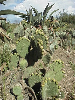 Cactuses growing near the road