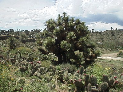 El Frijol Colorado, edge of the town