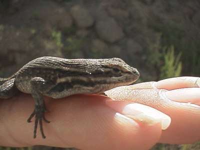 Close up of the lizard on Esme's hand