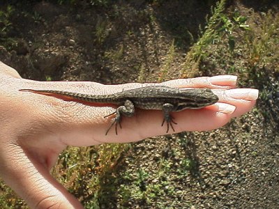 Lizard on Esme's hand