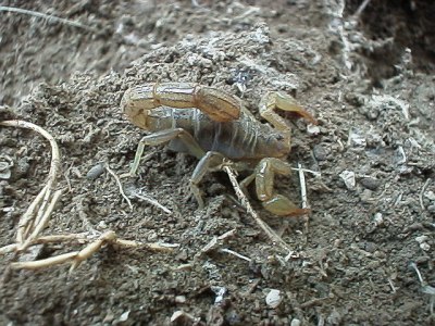 Scorpion (the yellow kind)