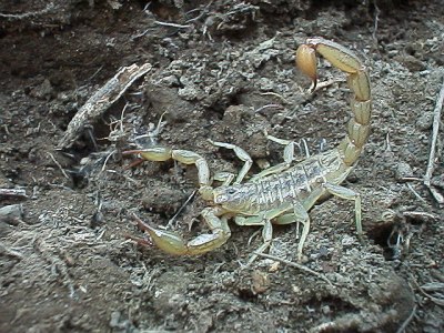 Scorpion, defensive posture