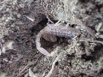 Scorpion, trying to hide in a small hole