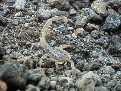 Scorpion, defensive posture