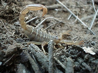 Close up of a scorpion tail