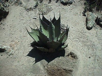 Scorpion habitat, (stone removed)