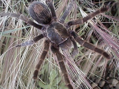 Tarantula on grass