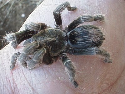 Tarantula on the base of my thumb